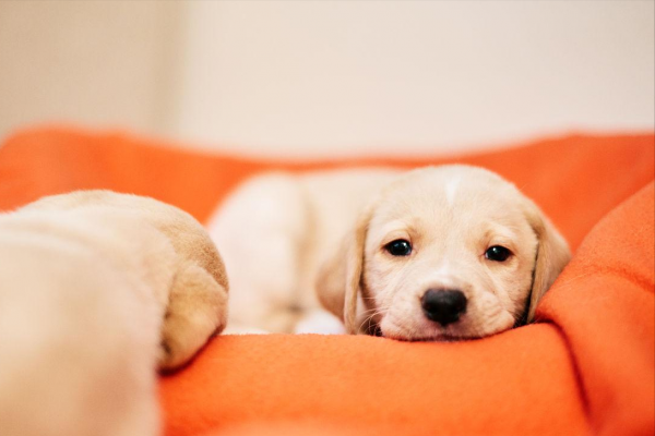 拉布拉多属于大型犬还是中型犬