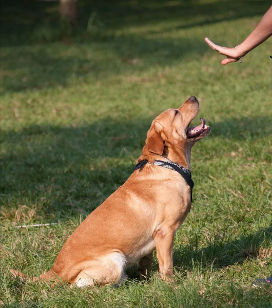 拉布拉多属于大型犬还是中型犬