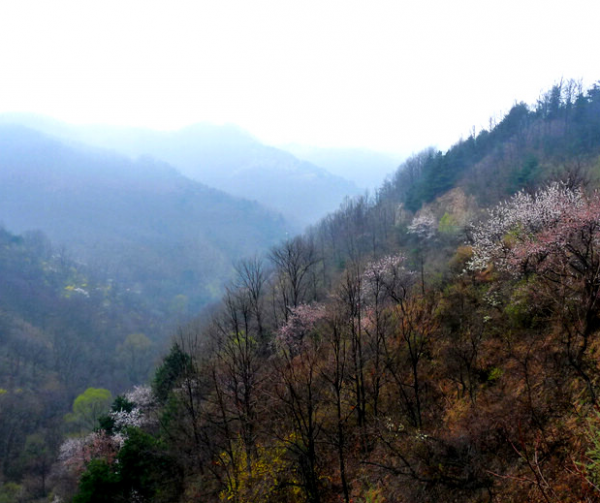 划分山东山西的山是哪座山