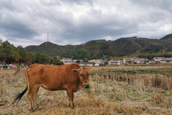 自控力很差的4大生肖