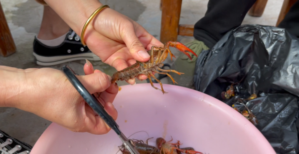 小龙虾青色和红色的区别在哪