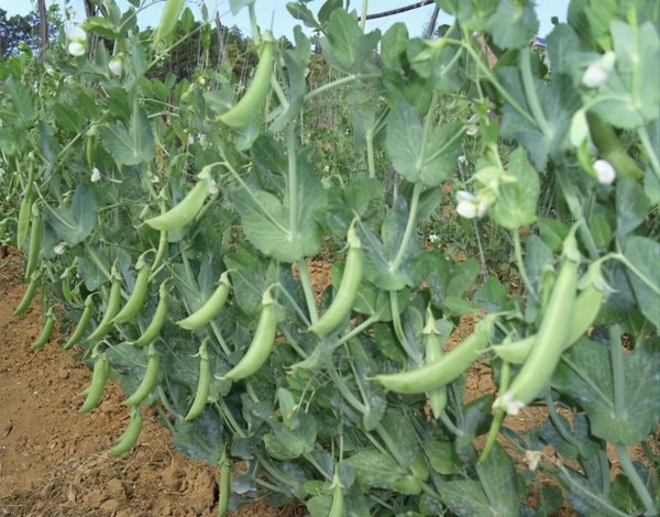 豌豆什么时候种植最好