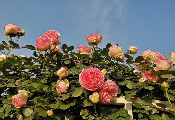 深粉龙沙宝石月季开花不粉的原因及解决办法