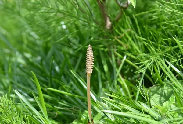 问荆草下面真的有黄金吗