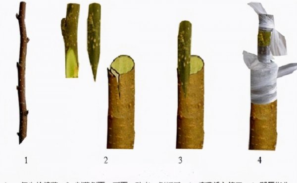 柑橘嫁接技术几种方法