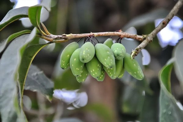 桂花树会结果吗