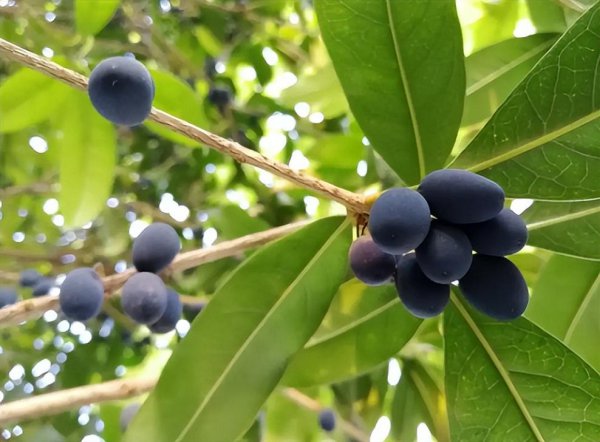 桂花树会结果吗