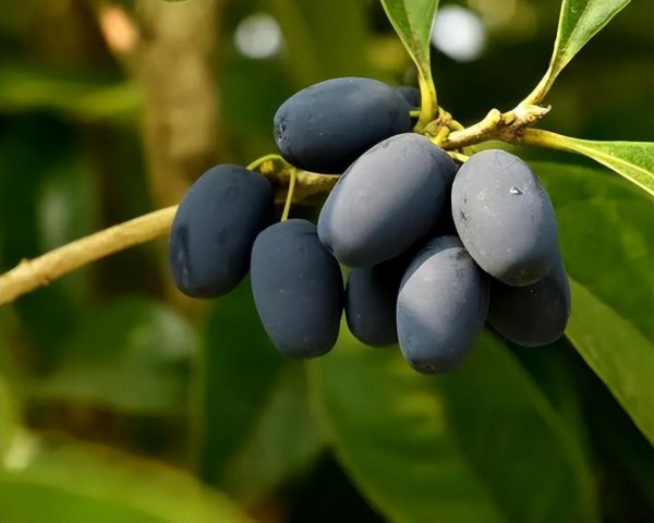 桂花树会结果吗