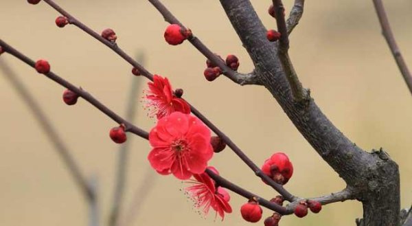 梅花什么季节开花