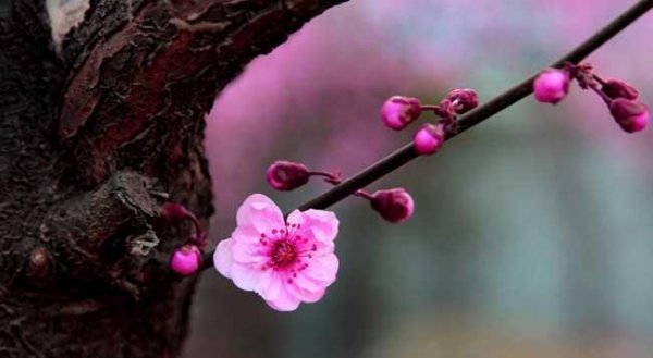 梅花什么季节开花