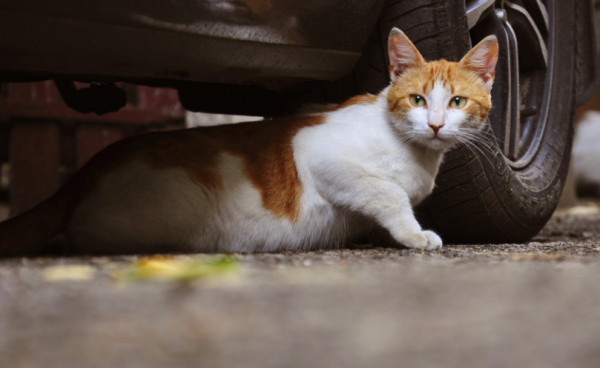 驱赶猫长期有效好办法