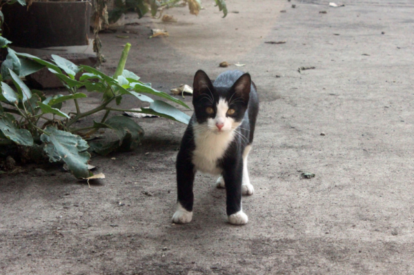 驱赶猫长期有效好办法