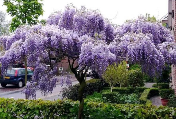 木本花卉植物大全名称及图片