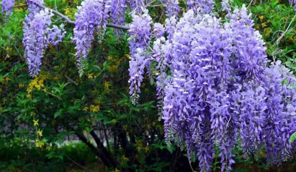 木本花卉植物大全名称及图片