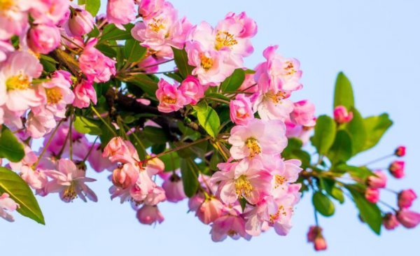 木本花卉植物大全名称及图片