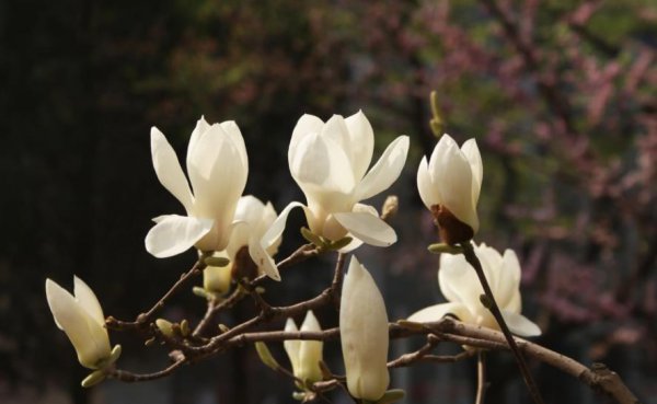 木本花卉植物大全名称及图片