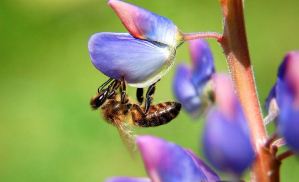 蜜蜂怎么分箱蜜蜂