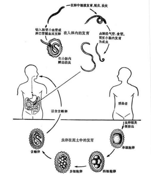 蛔虫属于什么类动物图片