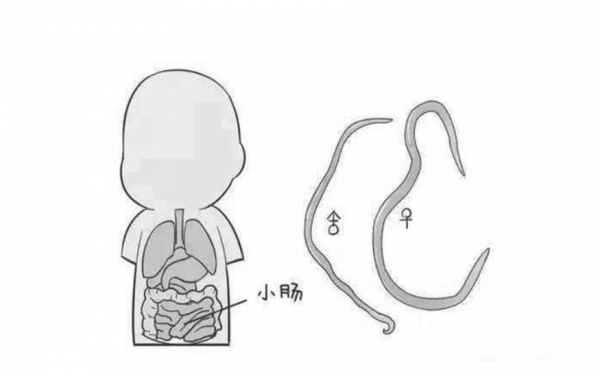 蛔虫属于什么类动物图片