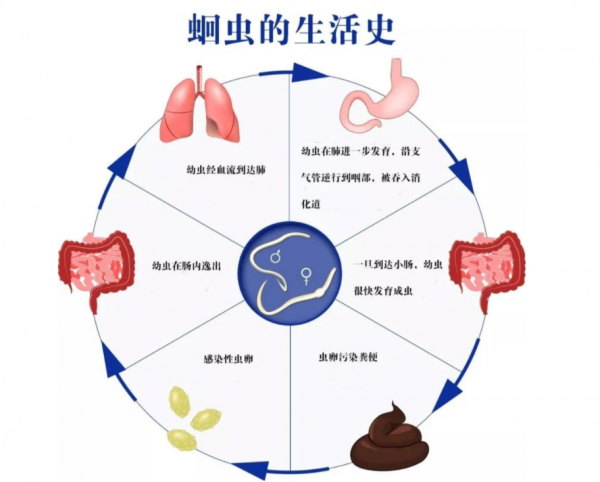 蛔虫属于什么类动物图片