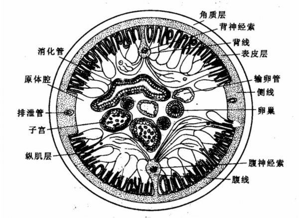 蛔虫属于什么类动物图片