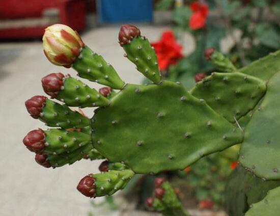 仙人掌的花语与寓意