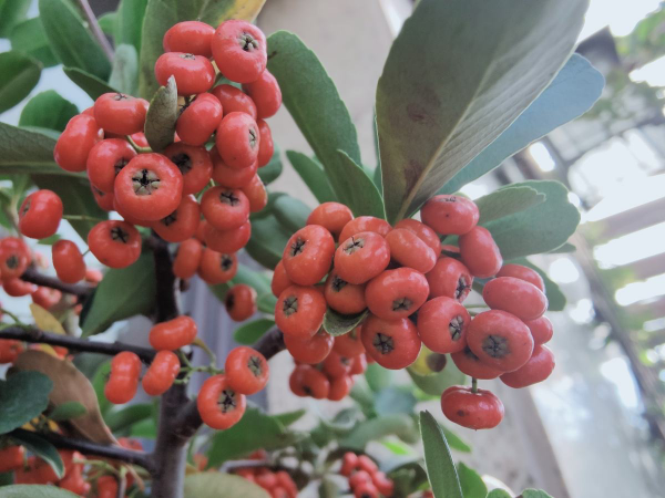 红果子的植物花卉图片