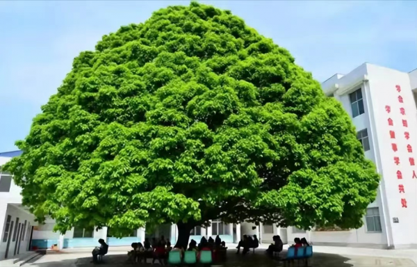 后院种什么树最旺宅风水好