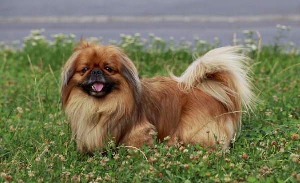 宠物小犬狗种类名称及图片