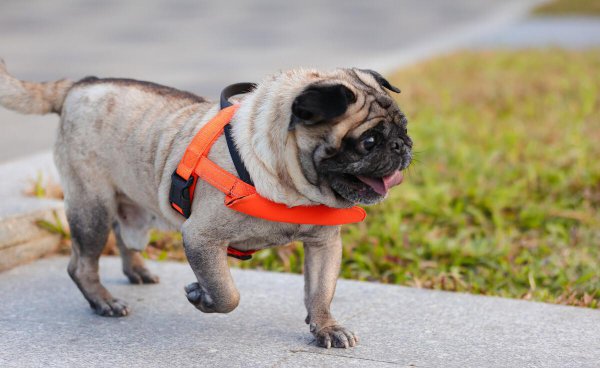 宠物小犬狗种类名称及图片