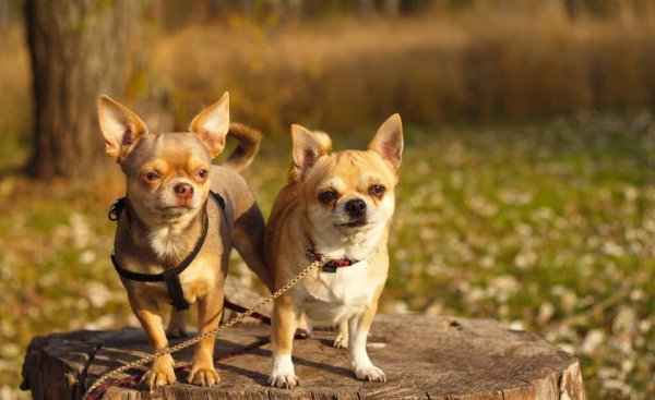 宠物小犬狗种类名称及图片