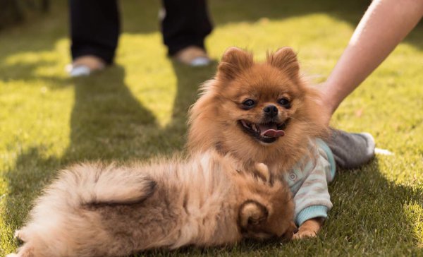 宠物小犬狗种类名称及图片