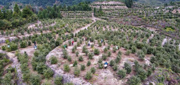 油茶树苗一亩种多少棵