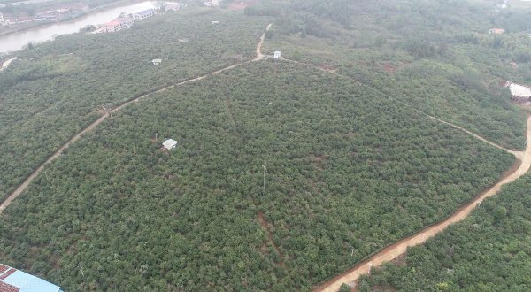 油茶树苗一亩种多少棵