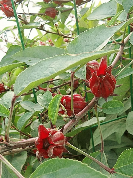 洛神花是什么花的别名