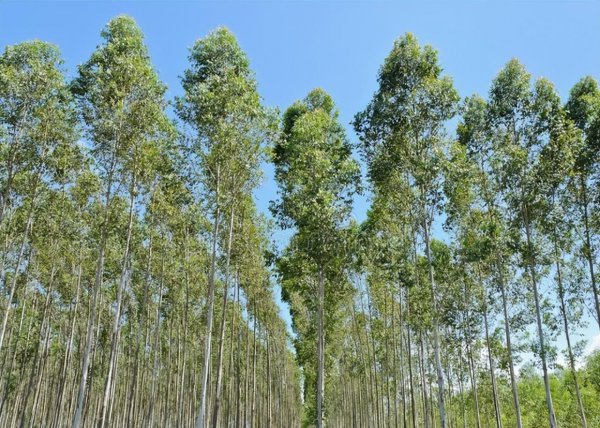 闲置土地种什么树木挣钱