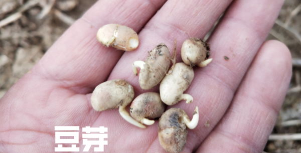 自己在家发豆芽的方法窍门