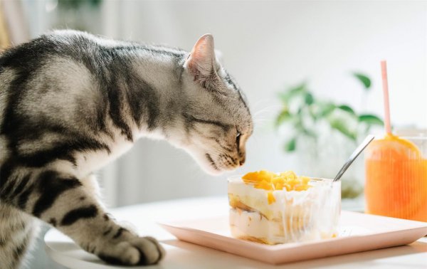 猫最爱吃的10种食物排名