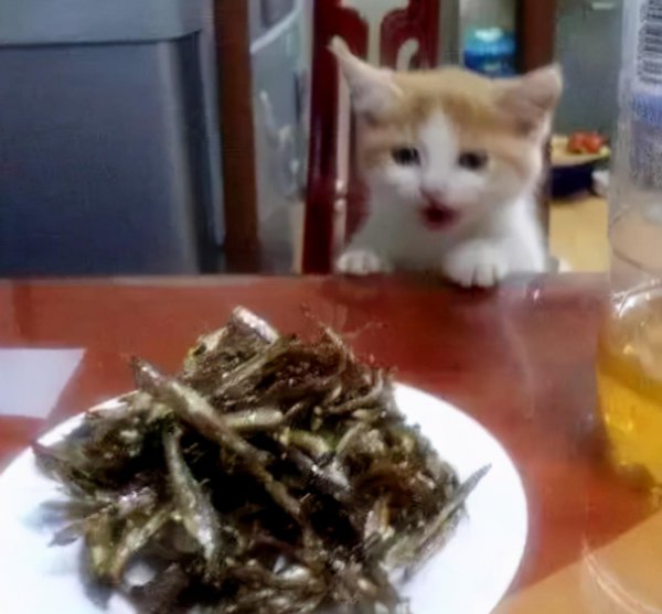 猫最爱吃的10种食物排名