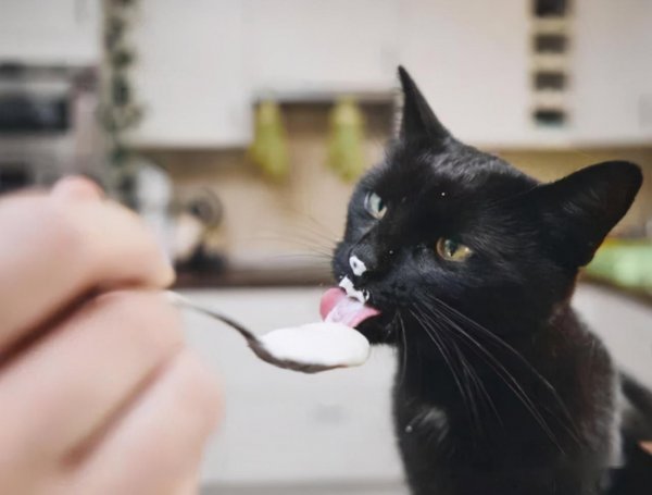 猫最爱吃的10种食物排名