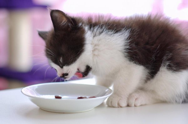 猫最爱吃的10种食物排名