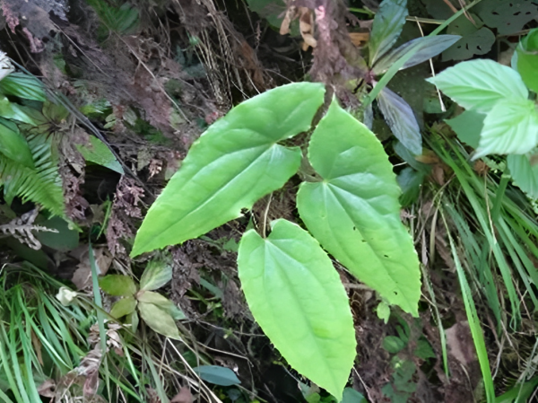 淫羊藿别名是什么意思