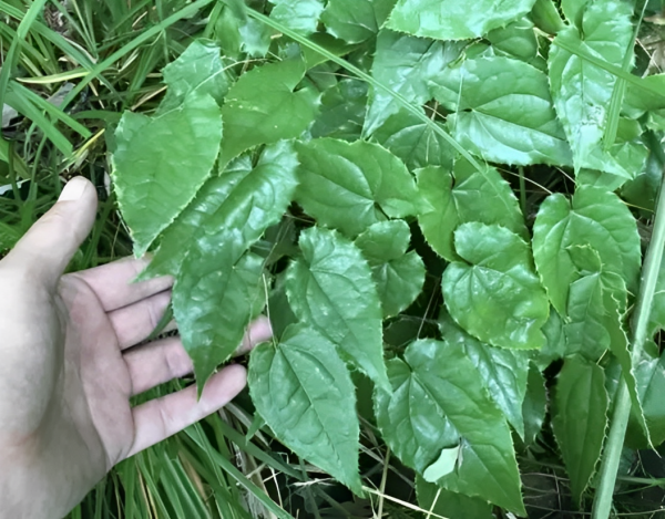 淫羊藿别名是什么意思