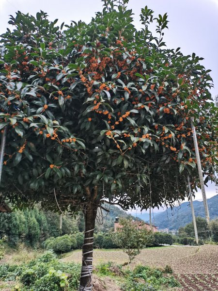 庭院门口适合栽什么树风水好