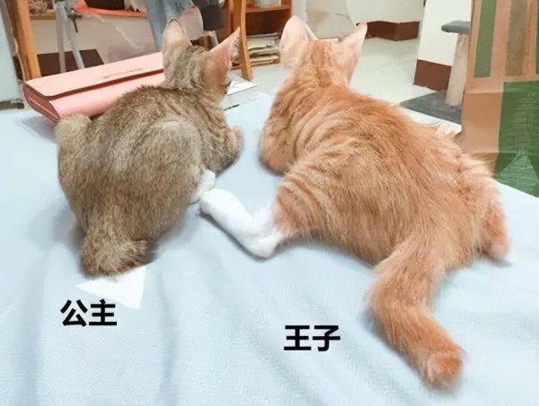 母猫好养还是公猫好养