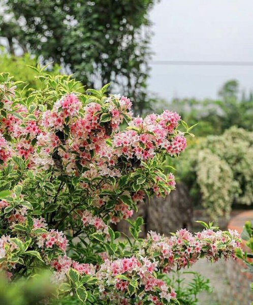 锦带花一年开几次花花期多久