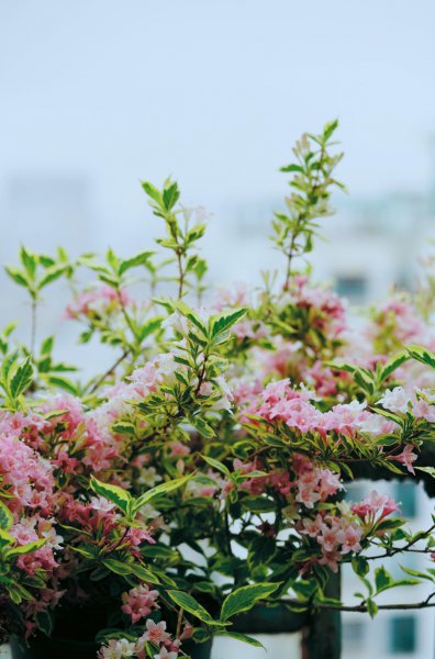 锦带花一年开几次花花期多久