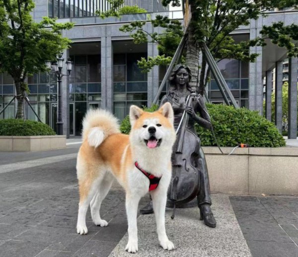 纯种日本秋田犬价格