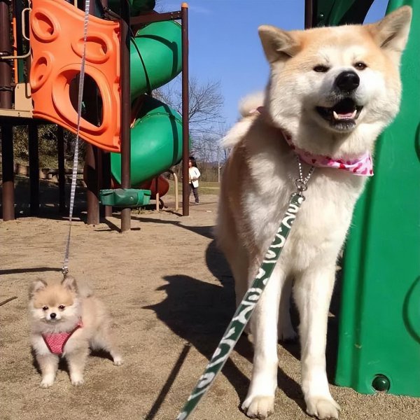 纯种日本秋田犬价格