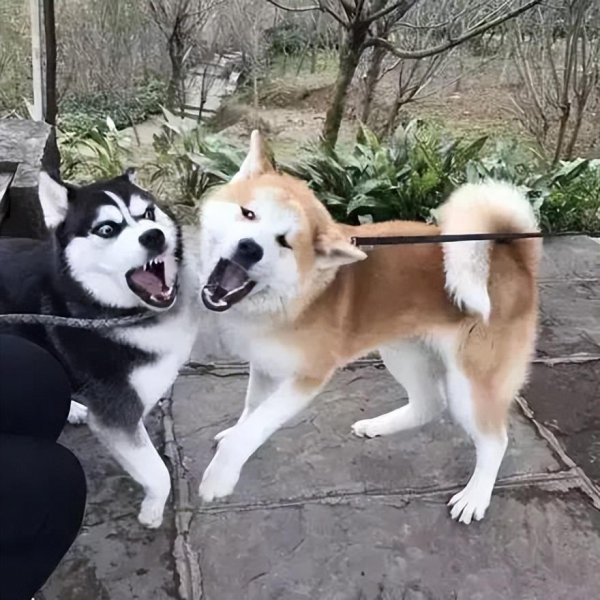 纯种日本秋田犬价格